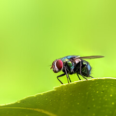 Green flies on blur background. These flies can cause diseases that are transmitted through their...