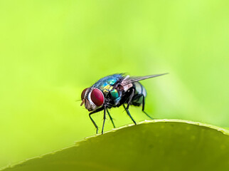 Green flies on blur background. These flies can cause diseases that are transmitted through their saliva. Close up of green fly.