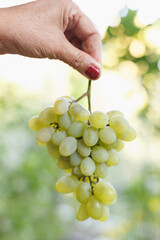 The bunch of white grape in the woman arm
