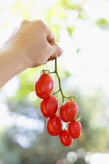 The bunch of red tomatoes in the woman arm