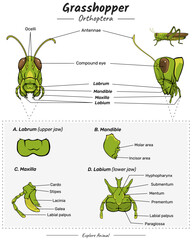 Grasshopper Anatomy head
