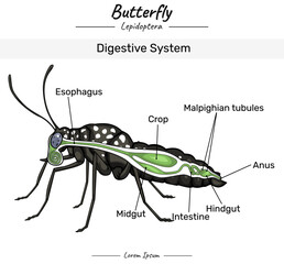 Butterfly Digestive system with insect body
