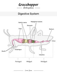 Grasshopper Digestive system