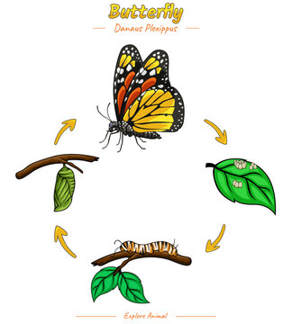Life cycle of butterfly template