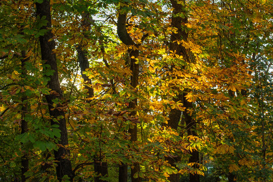 Madrid, Spain, Nov 18, 2023, Buen Retiro famous park , Tree leaves in autumn sunshine, High quality photo