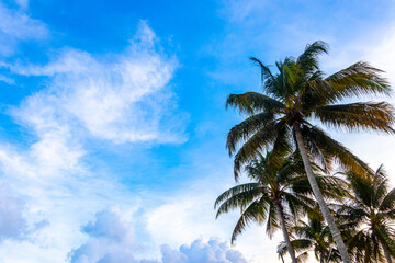 Tropical natural palm tree coconuts blue sky in Xcalacoco Mexico. © Arkadi