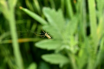 The Tetragnatha montana spider sits in the center of the web.