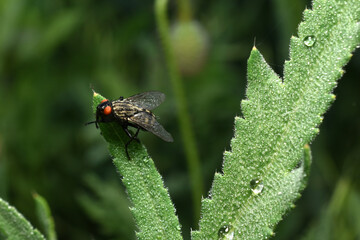 A gray blowfly sits on the leaves of a plant.
