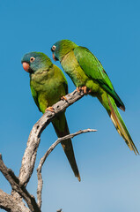 Blue crowned Parakeet,  La Pampa Province, Patagonia, Argentina