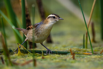Wren like rushbird, in marsh environment, Patagonia, Argentina