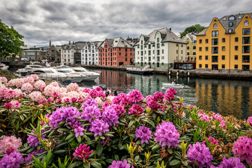 Fototapeta na wymiar Blooming rhododendron flowers in famous Norwegian town Alesund