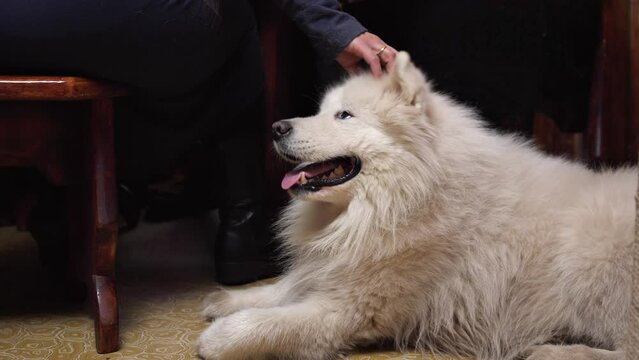 concept of love for pets
a big beautiful white dog of the Laika breed
sits next to the owner in the kitchen at the table and is caressed and stroked
the dog enjoys the attention of people