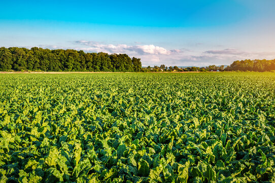 Organic sugar beet field at sunset