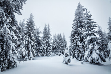 Splendid view of snow-capped spruces on a frosty day. Location place of Carpathian mountains,...