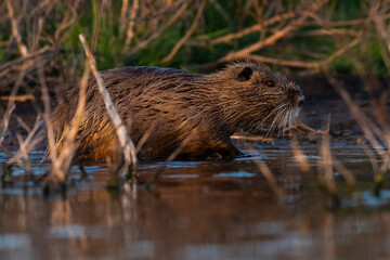Coipo, Myocastor coypus, La Pampa Province, Patagonia, Argentina.