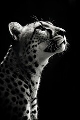 Black and white photography of a cheetah, generated with AI