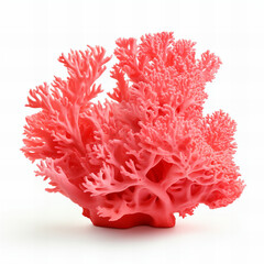 Red coral isolated on white background