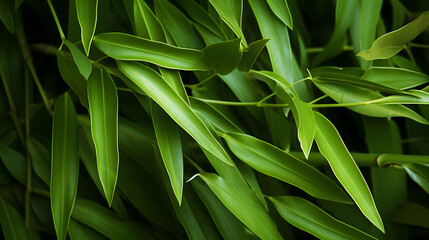 Fototapeta premium Lush green bamboo stalks with fresh leaves and water droplets