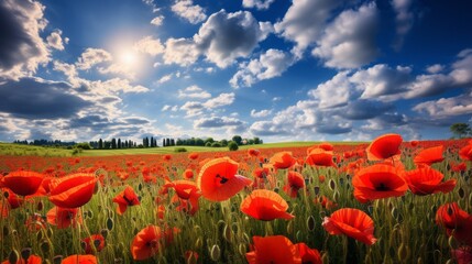 Beautiful background of sky and poppy field.