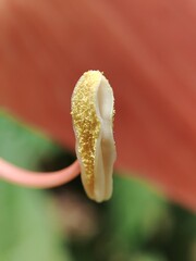 Macro photo of Amaryllis (Hippeastrum striatum) stamens with pollen.