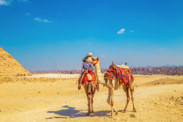 Camel driver near the Great Pyramids of Egypt.