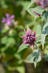 Bee balm flower