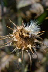 Milk thistle seed head