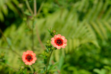 Cinquefoil Roxana flower