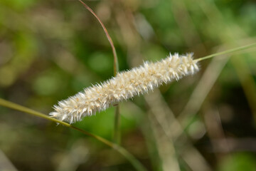 Hairy melic seeds 