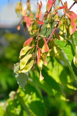 Tree of heaven branch with seeds