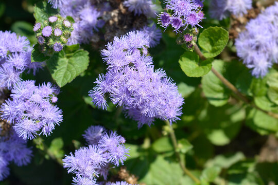 Floss Flower