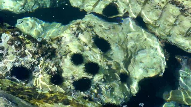 Group of common sea urchin , Paracentrotus lividus , found attached on boulders and rocks in the salty waters of the Mediterranean Sea , Greece , Europe.