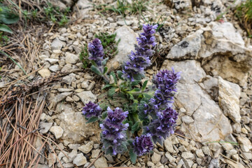 A picturesque mountain landscape in the clouds on Ai-Petri mountain in the Crimea. High-altitude landscape with trees in the clouds. Flowers on the mountain.
