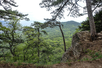 Fototapeta premium Picturesque view of the city of Yalta and the Black Sea from Ai-Petri mountain in Crimea. Mountain landscape with trees in the clouds. Clouds over Ai-Petri Mountain. Crimean Peninsula