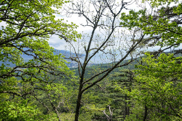 Picturesque view of the city of Yalta and the Black Sea from Ai-Petri mountain in Crimea. Mountain landscape with trees in the clouds. Clouds over Ai-Petri Mountain. Crimean Peninsula