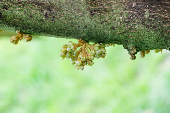 Durian flowers blooming on the branch in the garden, agriculture in Thailand, product quality for export, king of fruit, for advertising