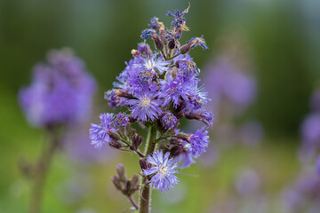 Cicerbita alpina (alpine sow-thistle or alpine blue-sow-thistle) is a perennial herbaceous plant of the family Asteraceae. Cicerbita alpina in natural phytocenoses of the Carpathians.