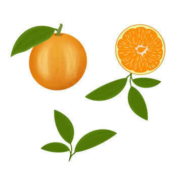 Beautiful colorful illustration, with a citrus fruit, as well as a citrus fruit in section and with green leaves. Can be used as your design elements