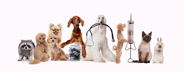 Group of animals standing next to each other on white background. Dog, cat, raccoon, rabbit. Taking care after animal health with vet service. Concept of animal lifestyle, pet friend, care, love, vet