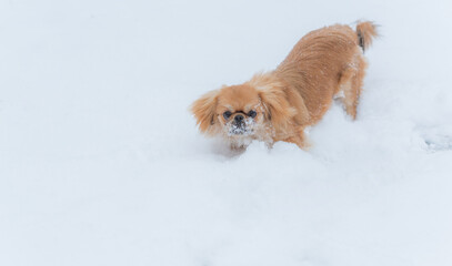 Young Pekingese cute dog in the snow playing in park .Winter time. Doggo in good mood on a walk