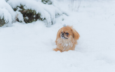 Young Pekingese cute dog in the snow playing in park .Winter time. Doggo in good mood on a walk
