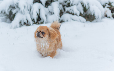 Young Pekingese cute dog in the snow playing in park .Winter time. Doggo in good mood on a walk