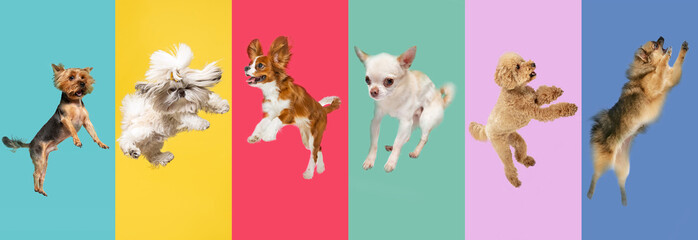 Adorable dogs in motion, playing, jumping against multicolored studio background. Pet friends,...