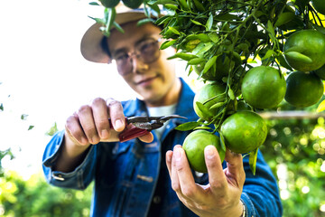 Orange farmer man picking fresh tangerine fruit from tree in orange plantation