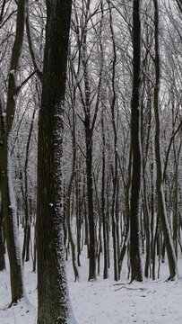 Vertical video. Camera movement across the snowy forest. Gloomy weather, around trees and snow is falling. Winter season in nature.