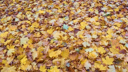 Autumn background. Dry leaves on the ground. The colorful image of fallen autumn leaves is perfect for seasonal use. Space for text.