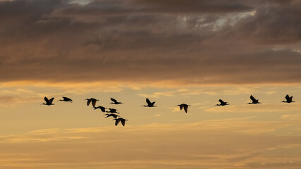 Flock of birds flying aganist a sunset sky over Upper Myakka Lake in Myakka River State Park in Sarasota Florida USA