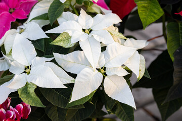 A white cultivar of Euphorbia pulcherrima (Poinsettia). Concept for white bracts, botanical, plant nursery, horticulture, cultivation, environment and christmas plant.