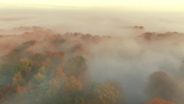Forest covered in a blanket of mist seen from above during a fall morning near the river IJssel in Overijssel. The treetops are popping out over the thick fog with some of the trees starting to change