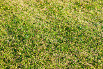 Beautiful green grass texture